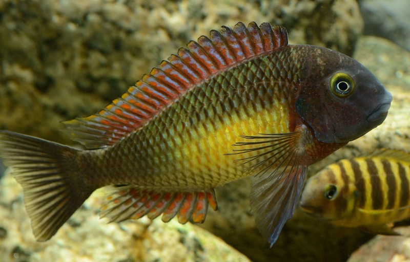 Tropheus moorii 'Kasanga'